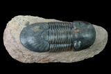 Bargain, Paralejurus Trilobite - Morocco #171491-1